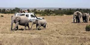 kenya-wild-safari-tour